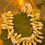 Thumbnail: Mullappoo 30cm
