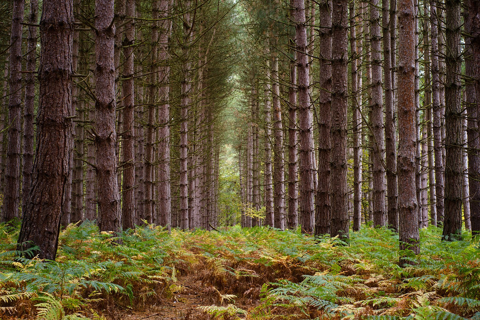 Woodland Landscape F11 1/17 ISO800 on Tripod