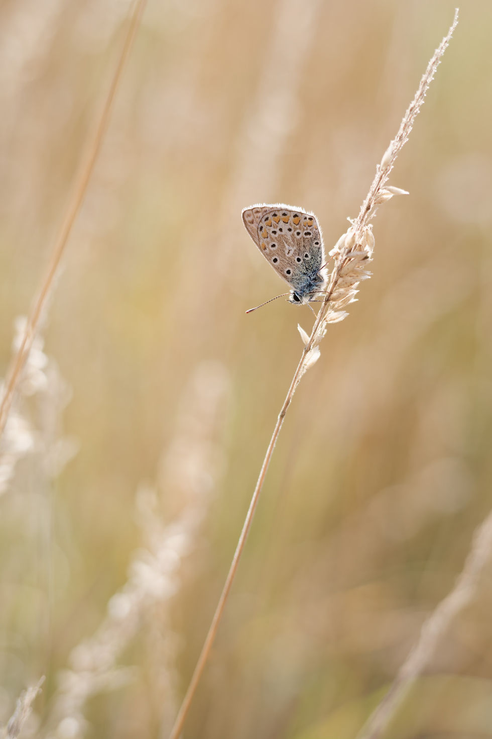 1:4 magnification on 40mm macro lens