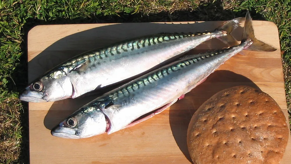 Thumbnail: Mackerel  - Line caught - Whole per Kg