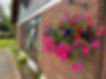 Ballyroan Flowers on wall