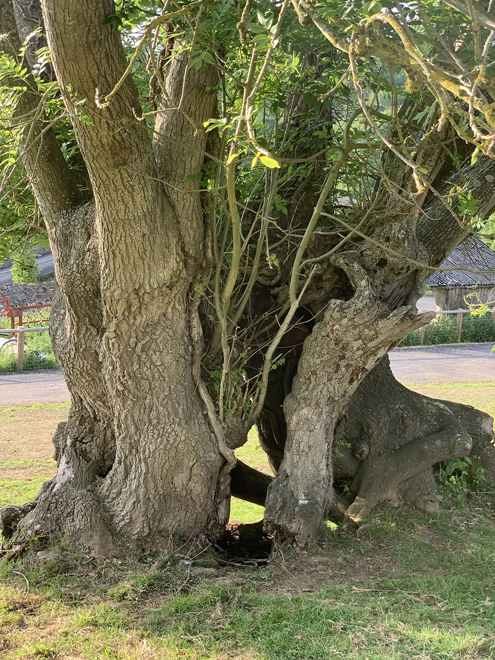 Healing Tree amongst the horses 2LR.webp