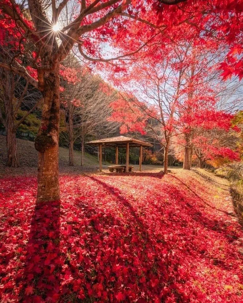 Japan Falling Leaves