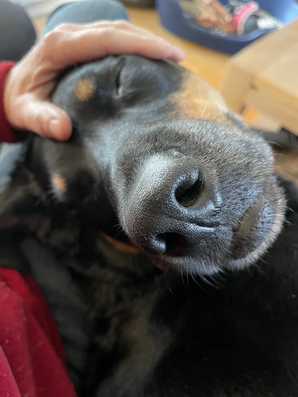 Me giving Beau a Reiki Session. Just like humans, animals find it deeply relaxing and in t