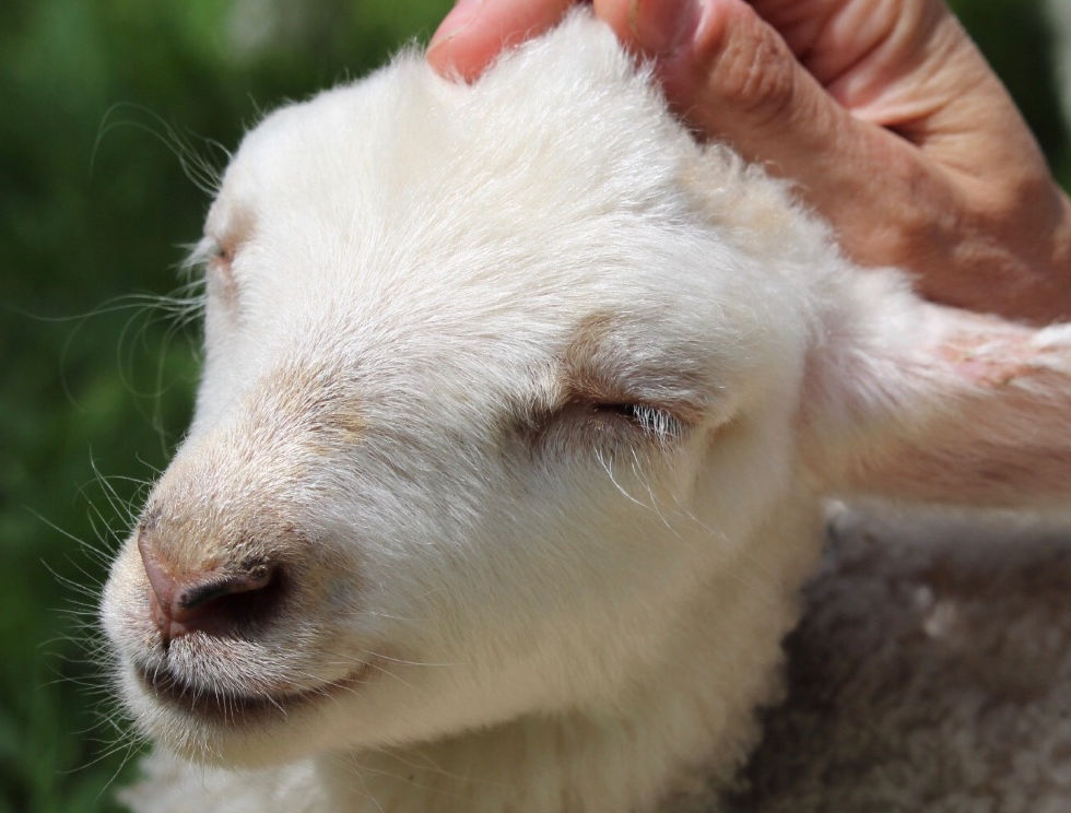 Reiki for real animals.  Healing therapy for Lamb_edited.jpg