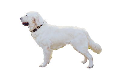 golden retriever