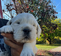 English Golden Retriever puppy being held
