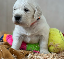 English Golden Retriever puppy