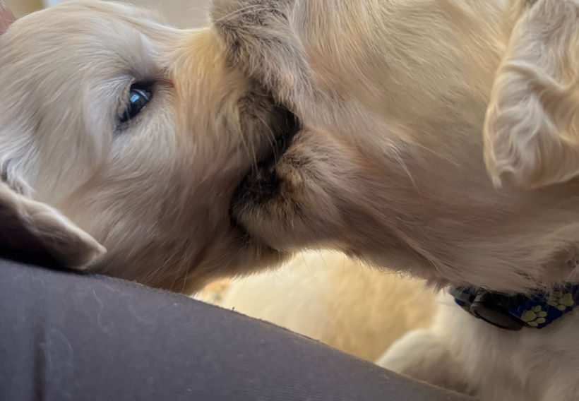 Golden Retrievers puppies