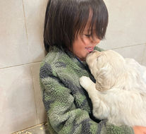English Golden Retriever puppy held by boy