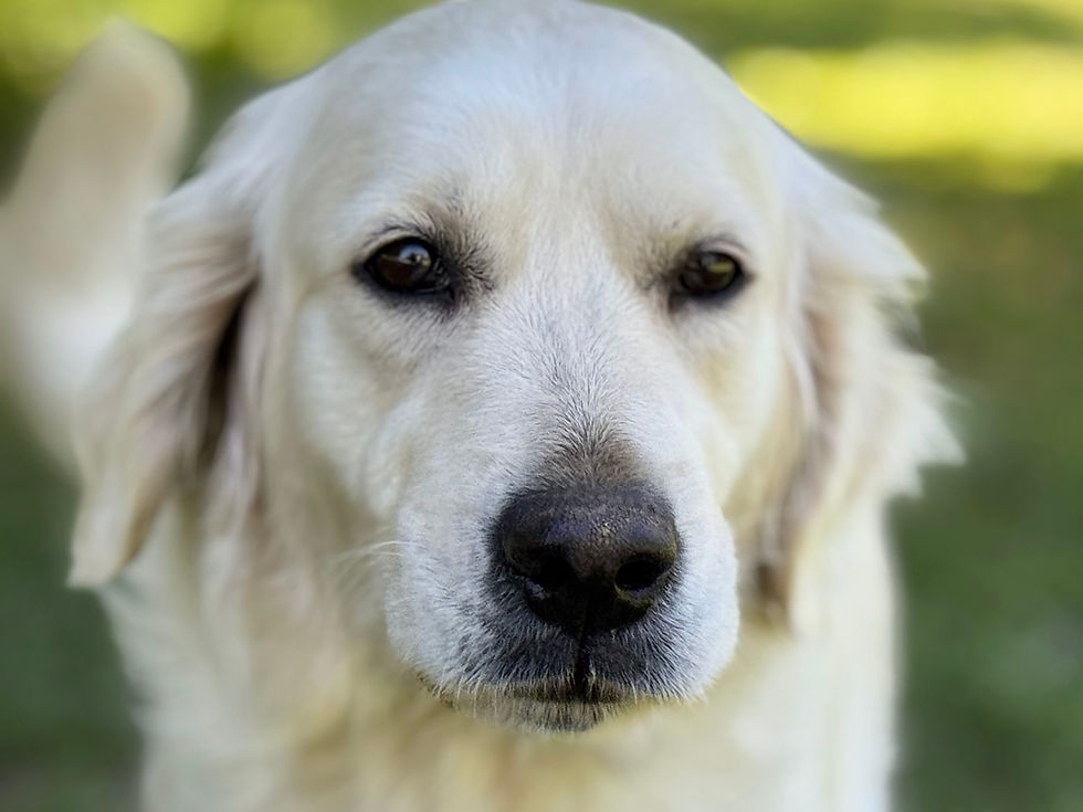 dog face