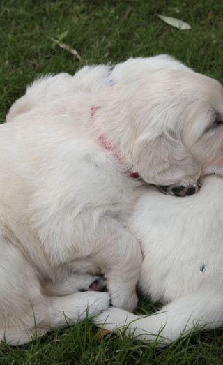 English Cream Puppies Southern Ca English Cremes