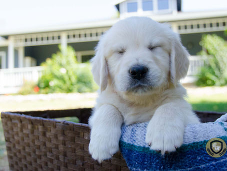 Clipping Your Pup's Nails