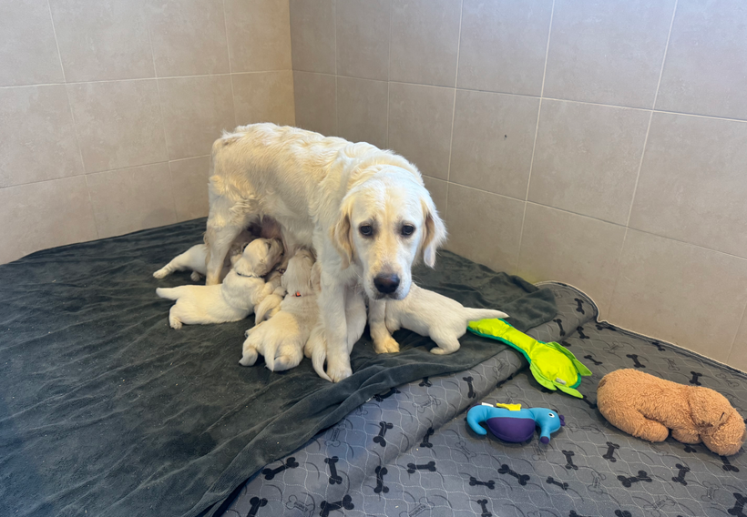 Small puppies nursing