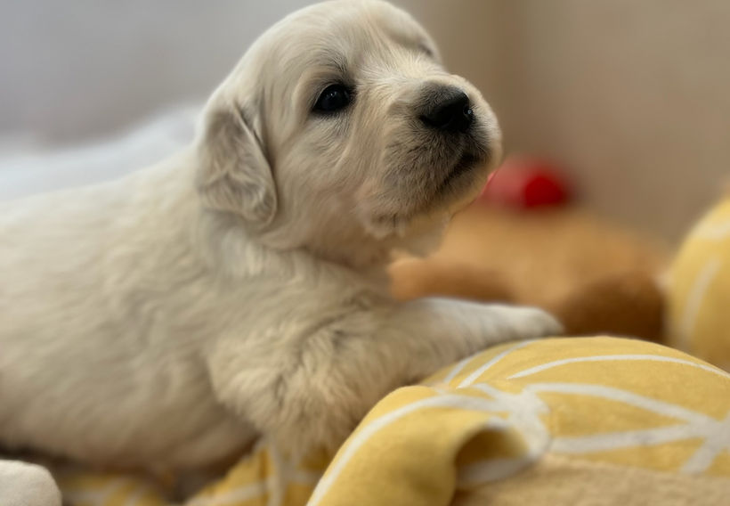 Golden Retrievers puppies