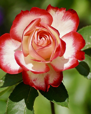 a red rose in the wilderness