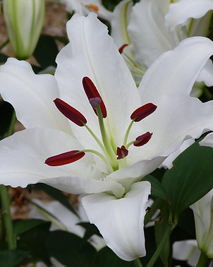 a lily during the warm days of spring