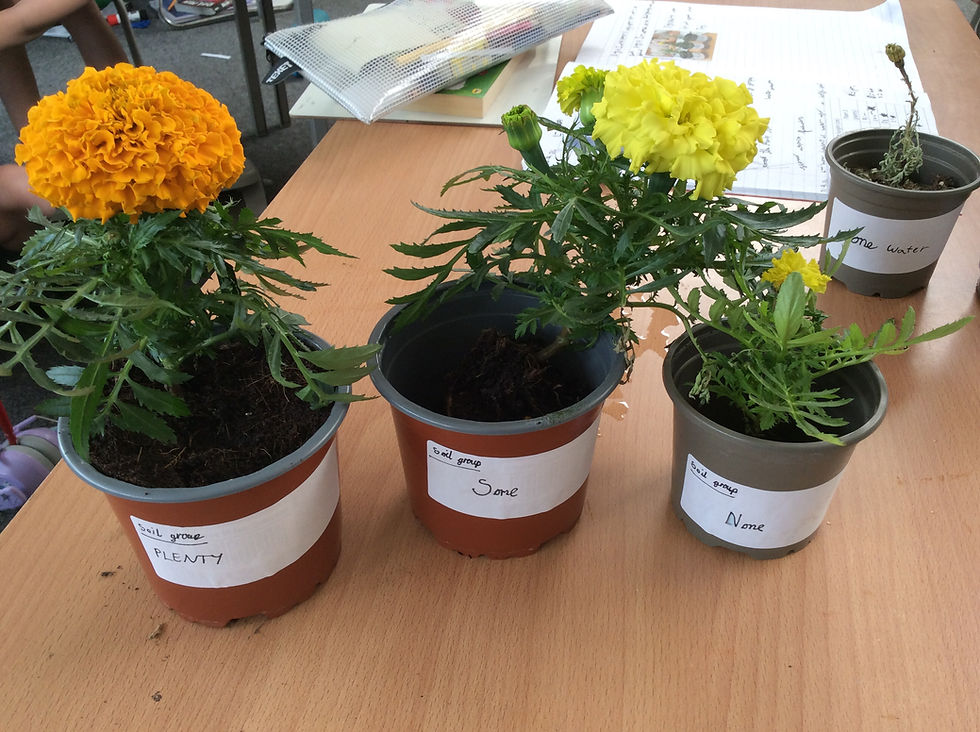 Plants growing in pots