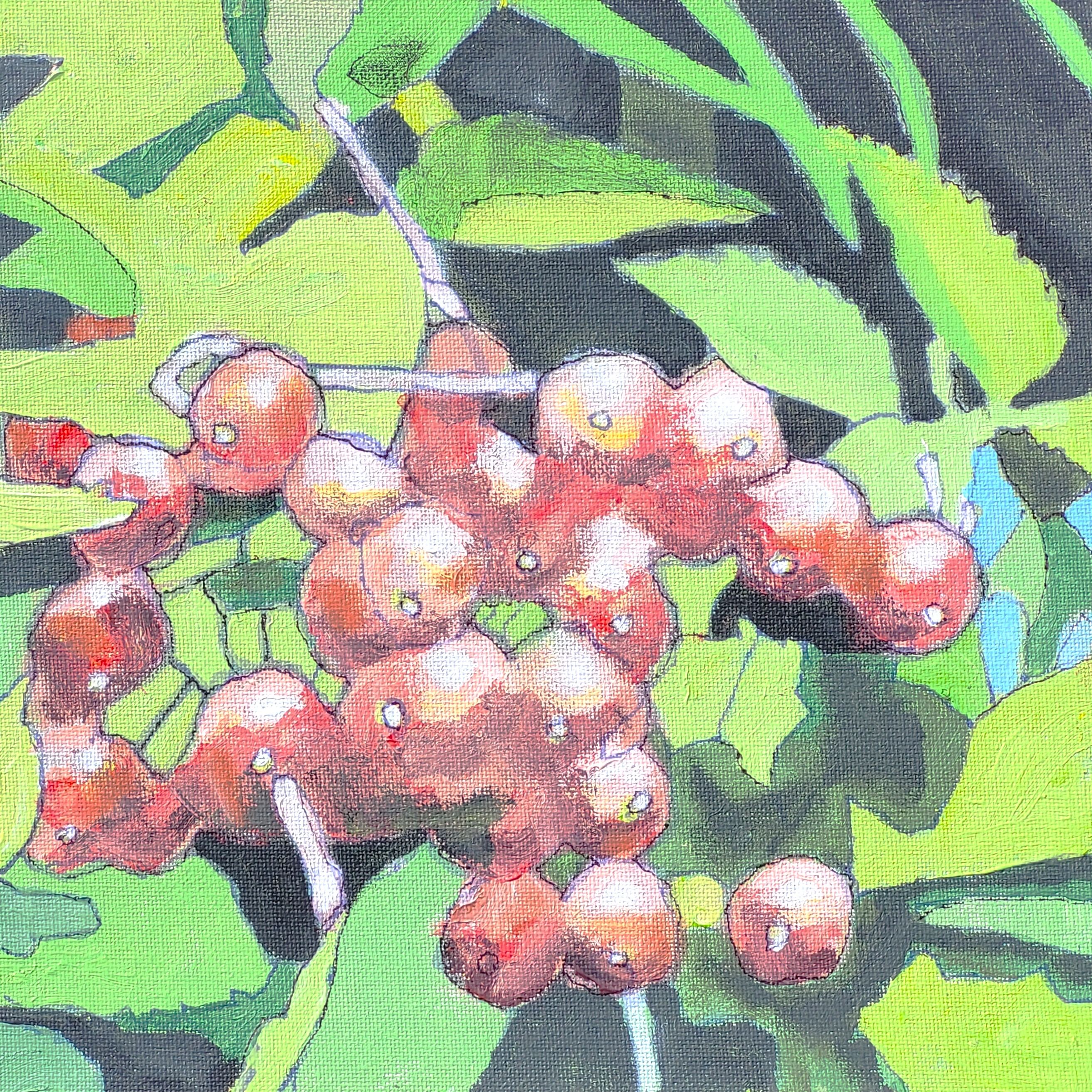 Light red berries on vivid green leaves with a black background.