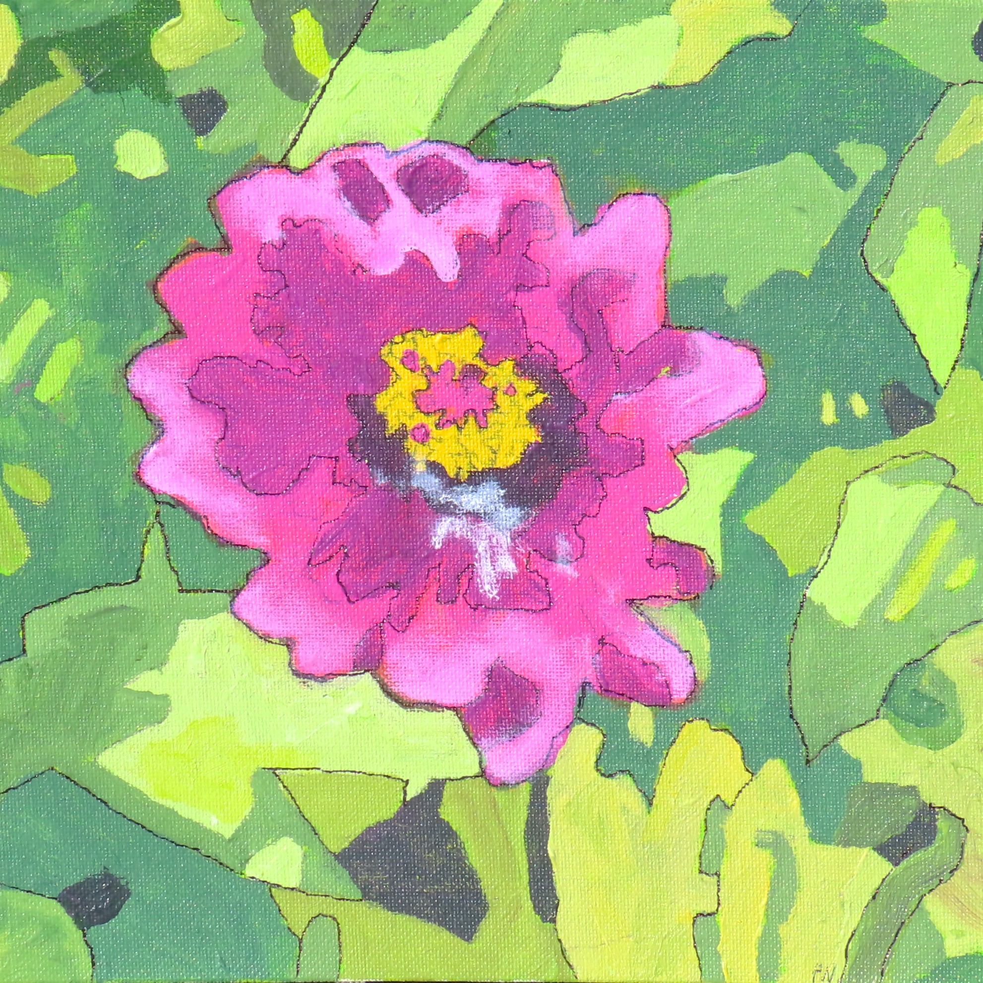 A bright pink flower with a yellow centre over bright green leaves.