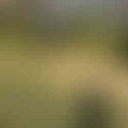 A shadow of a guy running in the grass.