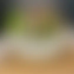 Succulent Arrangements for Housewarming