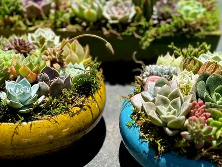 Succulent Centerpieces for Every Season