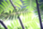 Image%20site%20DNJ_edited.jpg