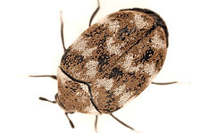 Ein Teppichkäfer mit braun-weiß geflecktem Panzer auf weißem Hintergrund.