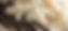 ProShake_edited.png