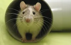 Eine neugierige Ratte schaut aus einem grauen Zylinder, im Laborumfeld.