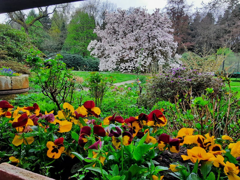 Blick auf Magnolie im Garten