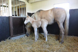 13178991_1199409566756649_3078374498719130434_n