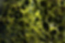 Lattice.jpg