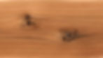 cedar1.jpg