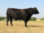 Jimmy 100% Angus Bull