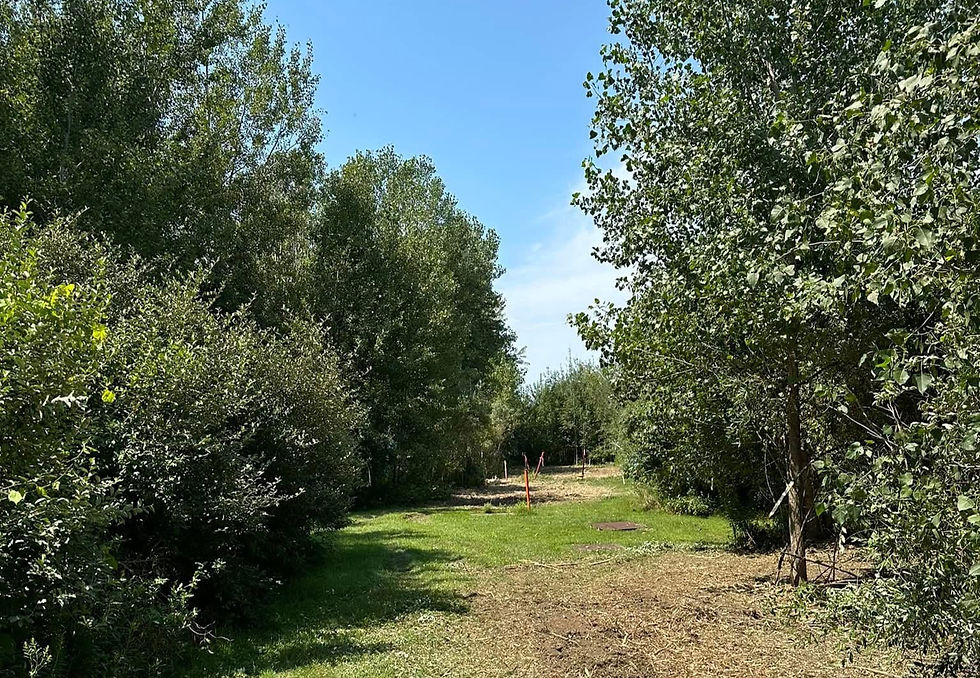 Oak Trimming in Michigan