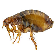 Flea