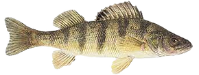 pan fish_edited_edited.png