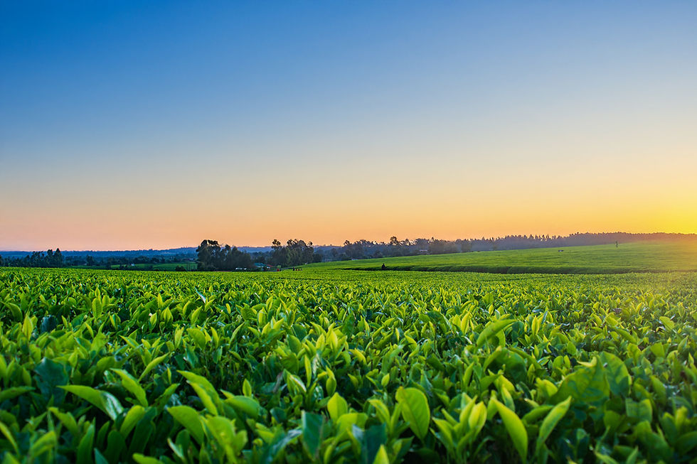 Lush green tea plantation at sunset