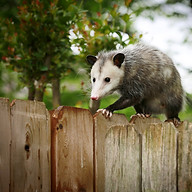 Opossum