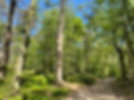 Sussex woodland