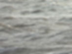 Red-throated Divers off Pett Level. Sussex birding tours with experts guides at Wildstarts.