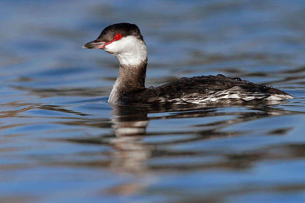 Slavonian Grebe. Bird photography tours and workshops in Sussex and London. Wildlife photography classes and tuition. Build your bird and nature photography skills.
