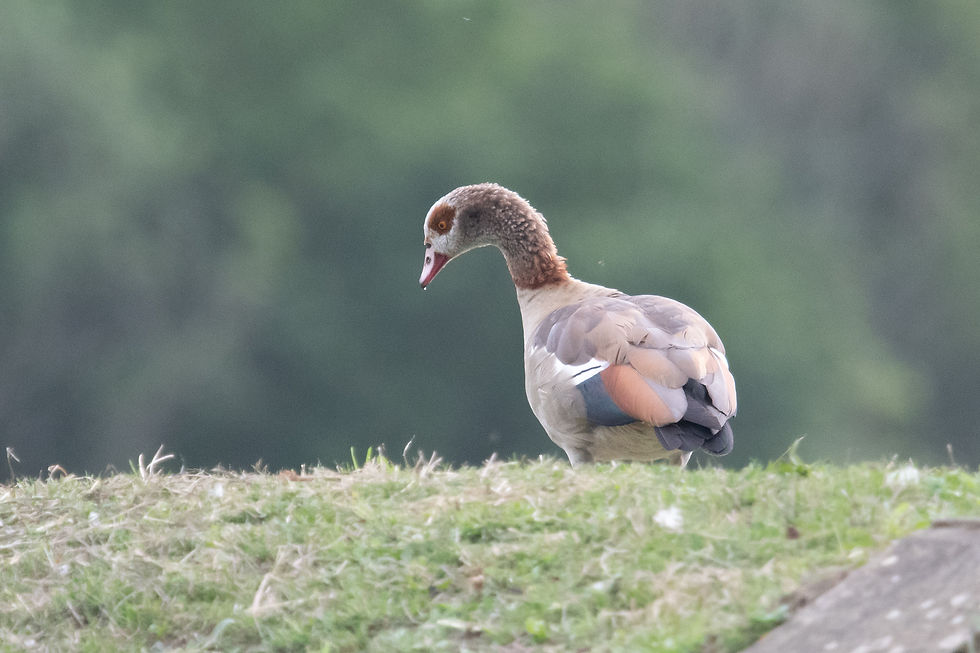 Egyptian Goose. Sussex bird tours with Wildstarts.