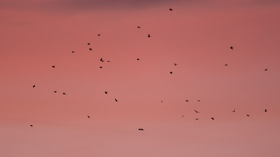 Swallows swarming to roost at Pett Level, East Sussex. Sussex and London birding tours with Wildstarts.