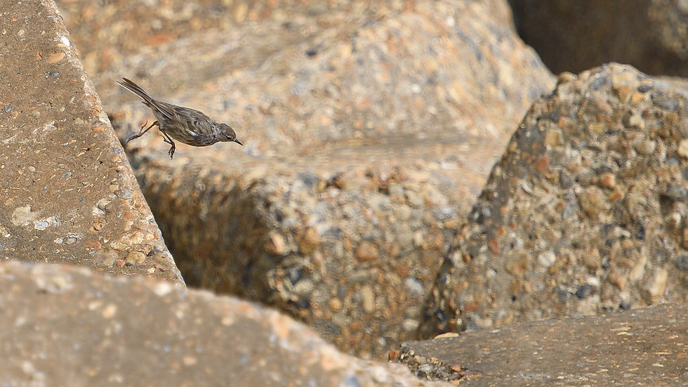 Rock Pipit in its domain