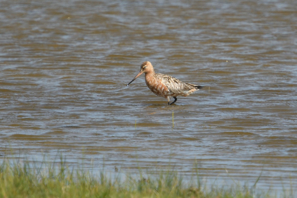 Bar-tailed Godwit. Kent birding tours with Wildstarts.