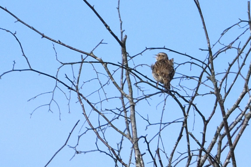 Woodlark. Sussex birding day tours from London Gatwick with Wildstarts.