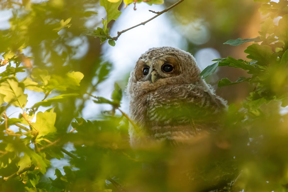 Tawny Owl. London and Sussex birding tours with Wildstarts.